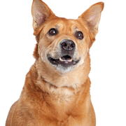 Chien de la Caroline, Dingo américain, chien brun de taille moyenne aux oreilles dressées, Dingo d'Amérique, Chien de race américaine, Chien non reconnu d'Amérique, Chien des États-Unis, Chien des habitants, Chien autochtone, Chien reproducteur, Chien libre, Description de la race