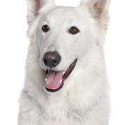 Description de la race du berger blanc suisse