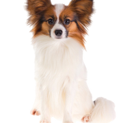 Description de la race du chien Papillon