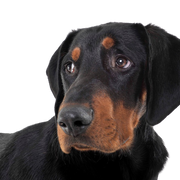 description de la race erdelyi-kopo, chien de race hongroise, chien de Hongrie, grand chien brun noir similaire au Doberman, chien de Transylvanie