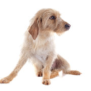 Griffon Fauve de Bretagne, chien de race, chien français, chien de France, poil dur, poil dur, chien de chasse, chien de famille, chien roux jeune chien