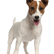Description de la race Jack Russell Terrier