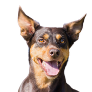 Description de la race Kelpie, chien aux oreilles dressées d'Australie, chiens bergers australiens, chien de race crème brune