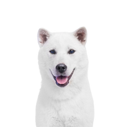 chien japonais blanc nommé Kishu, description de la race