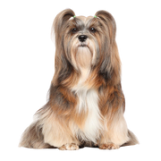 Description de la race Lhasa Apso, chien à poil très long et de petite taille