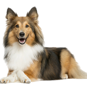 Description de la race du chien de berger des Shetland Sheltie