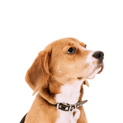 Foxhound anglais : description de la race, tempérament et caractère, chien tricolore, chien aux oreilles tombantes d'Angleterre, chien de Grande-Bretagne, chien de chasse anglais, chien de chasse, tricolore, chien tricolore, chien similaire au Beagle.