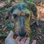 chien, canidé, race de chien, carnivore, muselière, groupe sportif, terrier, griffon nivernais, chien à poil dur et main humaine