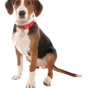 Hamilton Dog marron blanc noir Chiot Hamiltonstövare, chien Hamilton mâle, mâle, chiot mâle, chien similaire au beagle, chien tricolore, chien de chasse, chien de Suède, race suédoise, chien à oreilles tombantes