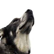 Description de la race Jämthund, chien similaire au Husky