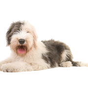 Photo de profil de Bobtail Chien de berger anglais ancien