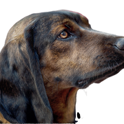 Photo de profil du chien de chasse des montagnes bavaroises Description de la race du Bayerischer Gebirgsschweißhund BGH