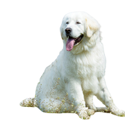 Description de la race du chien Kuvasz