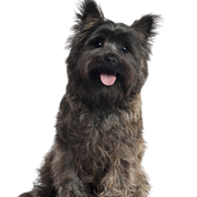 Profil du Cairn Terrier Image du chien