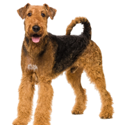 Chien Airedale Terrier
