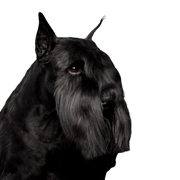 Schnauzer, Vertébré, Mammifère, Terrier écossais, Race de chien, Chien, Canidé, Schnauzer géant, Carnivore, Museau, Terrier