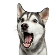 Chien, mammifère, Husky sibérien avec bouche ouverte étonnée, vertébré, Canidae, race de chien, expression faciale, carnivore, race similaire au Malamute d'Alaska, chien similaire au chien Inuit du Nord,