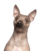 Description de la race American Hairless Terrier, description de la race, tempérament, race sans poil, chien allergique aux poils, chien allergique, race hypoallergénique