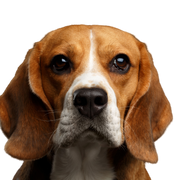 Chien, Mammifère, Vertébré, Race de chien, Canidae, Beagle, Beagle-Harrier, Carnivore, Chien brun, Oreilles tombantes