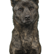 Portré egy nőstény Kai Ken kutyáról, a japán nemzeti kutyafajtáról, amely a kamerába néz, türkizkék háttéren, függőleges képen.