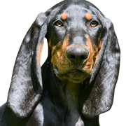 Black and Tan Coonhound, vadászkutya, vadászkutya, fekete-barna kutyafajta Amerikából, amerikai kutya hosszú lógó fülekkel, Bracke-hez hasonló kutya, nagy kutyafajta, mosómedve vadászkutya.