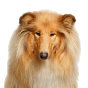 Kutya, Emlős, Scotch Collie, Gerincesek, Canidae, Rough Collie, Collie, Collie, Kutya fajta, Shetland Sheepdog, Ragadozó állatok