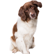 Holland Partrige kutya, holland kutyafajta barna fehér szőrzettel, családi kutya, háromszínű kutyafajta, holland kutyafajta