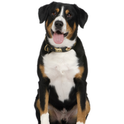Entlebucher hegyikutya Profilkép Entlebucher hegyi kutya fajta leírása