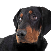 erdelyi-kopo fajtaleírás, magyar kutyafajta, magyarországi kutya, dobermannhoz hasonló, nagy barna fekete kutya, erdélyi kutya, erdélyi kutya