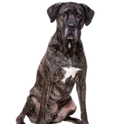 Fila Brasileiro, Fekete masztiff, brazil masztiff, dél-amerikai kutyafajta, nagytestű kutyafajta, nagytestű kutyafajta