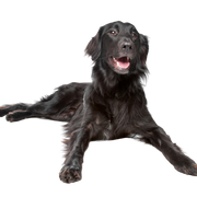 Flatcoated Retriever Fekete fajta leírása