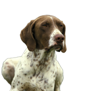 Francia Mutatós Kutya Pireneusi típus Francia Pointing Dog Pireneusi típusú fejkép