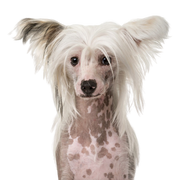 Kínai címeres kutya vagy meztelen kutya fajta leírása