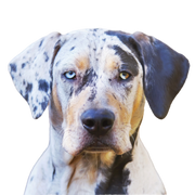 Louisana Catahoula kutya profilkép Fajtaleírás a Merle színű kutya fajtájáról
