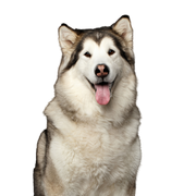 Kutya, emlős, gerinces, alaszkai malamut, Canidae, szibériai huskyhoz hasonló fajta, kutyafajta, húsevő, nagy fehér kutya, hosszú szőrű kutya