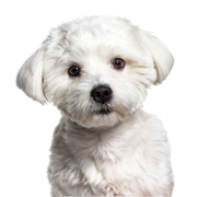 A máltai kutya fajtaleírása, kis fehér kutya, enyhén göndör szőrzettel.