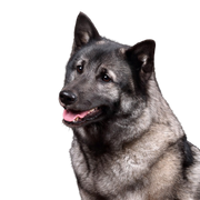 Norvég Elkhound szürke, szürke kutya, norvég kutyafajta, szürke spitz kutya, skandináv kutyafajta, közepes termetű kutya nagyon hosszú szőrrel, sűrű szőrzettel és göndör farokkal, szúrós fülű kutya, futó és munkakutya, makacs kutyafajta.