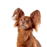 Russkiy Toy vörös barna, kis kutyafajta Oroszországból, orosz kutyafajta, Terrier, orosz Toy Terrier, lógó fülű, hosszú szőrzet, Chihuahua-hoz hasonló kutya