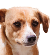 barna fehér kutya Ausztriából, osztrák pinscher, közepes méretű kutya térdig érő, családi kutya, pinscher fajta