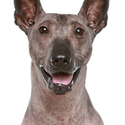 Perui meztelen kutya portré