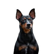 Pinscher fajtaleírás, osztrák pinscher, német pinscher, kis német kutyafajta, dobermannhoz hasonló kutya, fekete és barna kutyafajta, szúrós fülű, rövid szőrű, borjúharapós kutya.