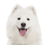 Fajta leírása Samoyede