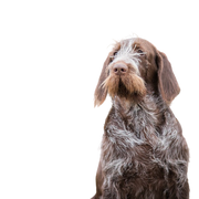 Spinone Italiano fiatal kutya, olasz durva szőrű mutató kutya, durva szőrű kutya, drótszőrű szőr, középhosszú szőr, barna szürke kutya olaszból, olasz kutyafajta, német drótszőrűhöz hasonló kutya, olasz mutatókutya.