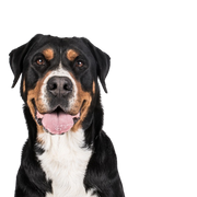 Nagy svájci hegyi kutya, farmkutya, családi kutya, nagyméretű kutyafajta háromszögletű fülekkel, háromszínű kutya, dobermannhoz hasonló, de nem listás kutya, a világ legnagyobb kutyája, nehéz kutyafajta, 50 kg feletti kutyafajta, hegyi kutya, svájci kutyafajta.