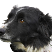 Welsh Sheepdog, Ci Defaid Cymreig, fekete-fehér kutya, merle kinézetű kutya, Border Collie-szerű, walesi kutyafajta, angliai kutya, brit kutyafajta közepes méretű, collie-szerű hosszú szőrű kutya, tüskés fülű és lógó fülű kutya, terelőkutya, juhászkutya, juhászkutya