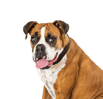 Bulloxer