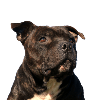 Staffordshire Bullterrier