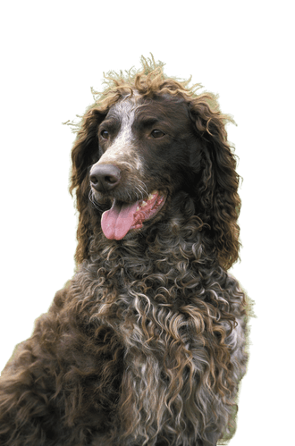 Pont-Audemer Spaniel