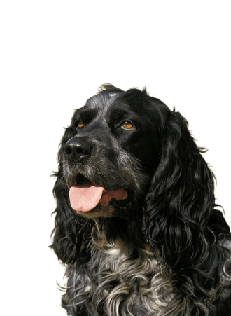 Blauer Picardie-Spaniel