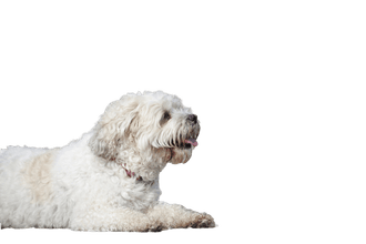 Shichon
